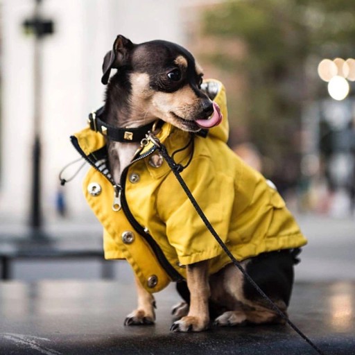 Gelbe Jacke für Hunde