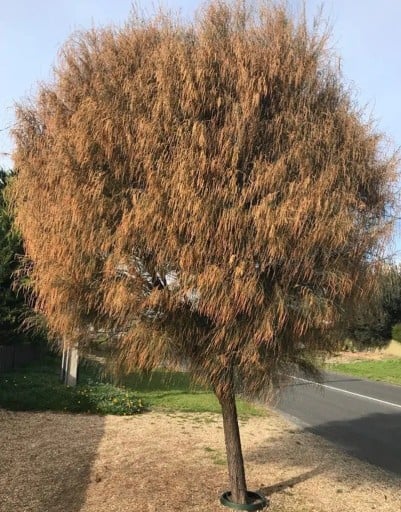 Graines d'Allocasuarina verticillata, 10 pcs, arbre australien à branches pendantes et couronne arrondie, plantation pour le jardin et les collectionneurs