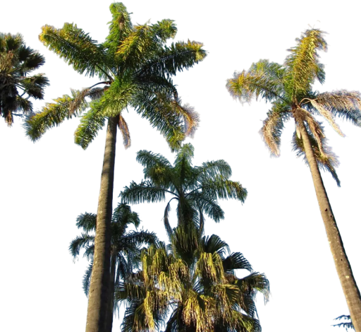 Graines d'Archontophoenix cunninghamiana, 10 pcs, palmier australien à couronne pennée, plantation pour serre et jardin d'hiver