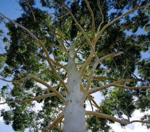 Graines d'Eucalyptus Grandis Eucalyptus Grandis 100 pcs Feuilles Vertes Écorce Claire Grand Arbre Ornemental Pour Culture Au Jardin