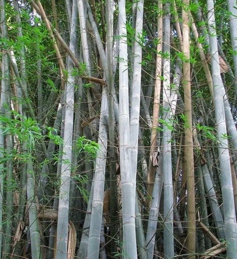 Graines de bambou Dendrocalamus membranaceus 50 pcs variété adulte avec des tiges bleu-vert pour la plantation dans le jardin et la création de haies