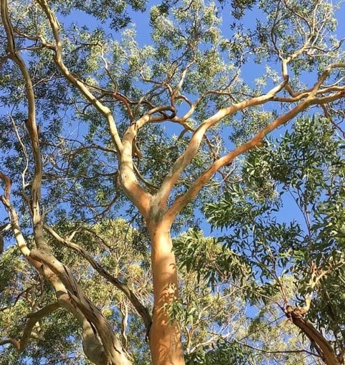 Graines de Blahovičník Eucalyptus Punctata 20 pcs Feuilles Vertes Écorce Orange Grand Arbre Ornemental Eucalyptus Pour Culture Au Jardin