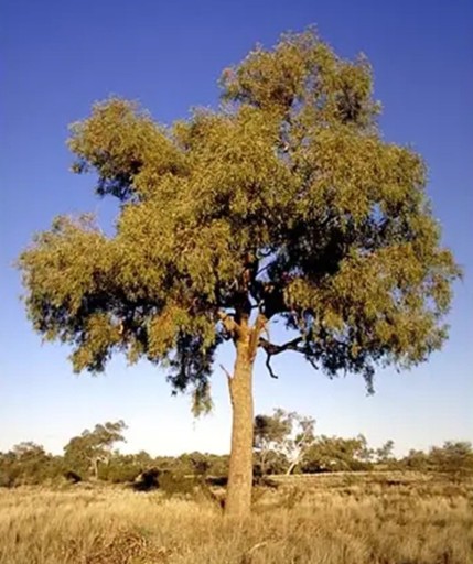 Graines de Blahovičník Eucalyptus Terminalis 10 pcs Feuilles Vertes Écorce Claire Arbre Ornemental Eucalyptus Pour Culture à Domicile ou au Jardin