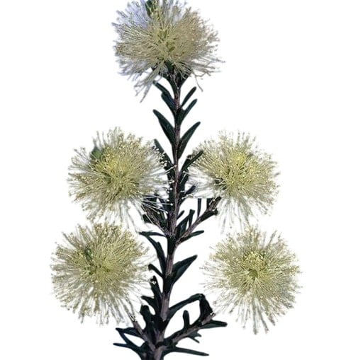 Graines de Melaleuca pustulata 30 pcs Fleurs en brosse crème et feuilles en forme d'aiguille Arbuste exotique Pour serre et jardin d'hiver