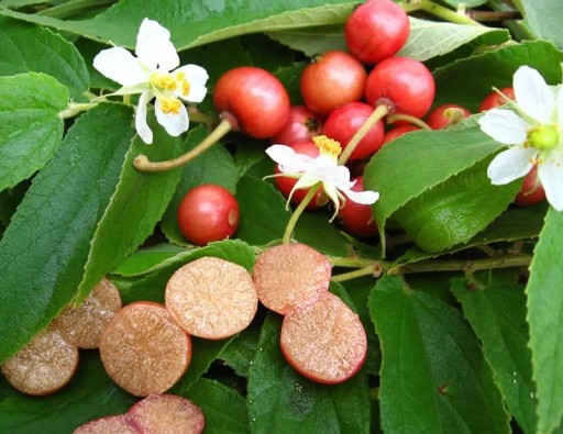 Graines de Muntingia calabura 1000 pcs Arbre exotique cerise de Jamaïque avec des fruits rouges et des fleurs blanches Pour serre et culture en pot