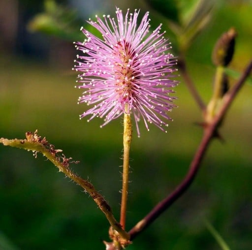 Graines de sensitive Mimosa pudica 100 pcs Feuilles mobiles réagissant au toucher et fleurs roses Plante d'intérieur aussi pour les enfants