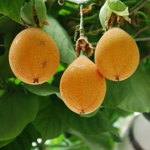 Granadilla-Samen Passiflora ligularis 20 Stück Kletterpflanze mit orangefarbenen essbaren Früchten süßer Geschmack Für Gewächshaus und als Rankhilfe