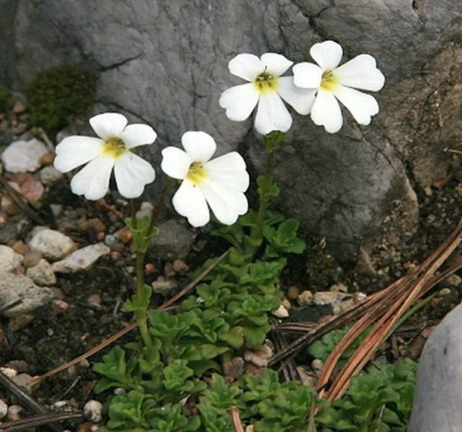 Gyűszűvirág Ourisia caespitosa évelő Könnyen termeszthető a szabadban 20 mag