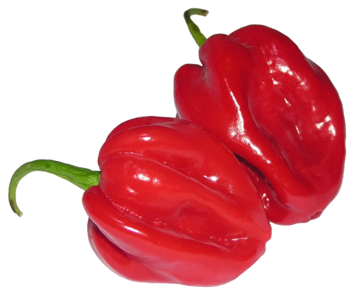Habanero red Savina csípős paprika mag 30 db Habanero chili mag Könnyen termeszthető
