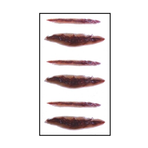 Halloween Fake Tattoo Set 6-tlg