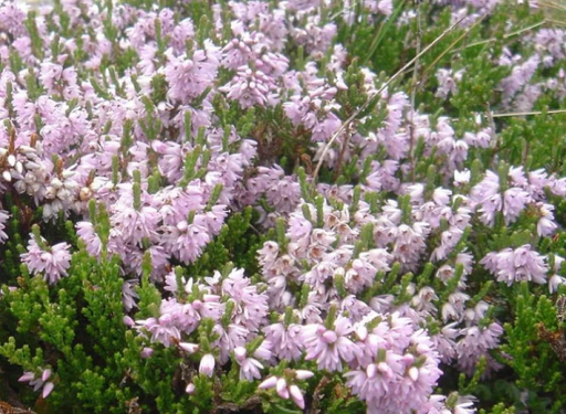 Hanga Calluna vulgaris Örökzöld cserje Könnyen termeszthető, gyors növekedésű 1000 mag