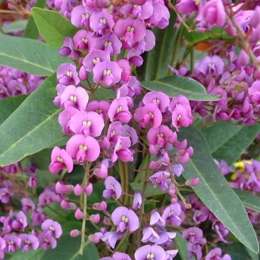 Hardenbergia Violacea Popínavá Forma 10 db Lila Virágok Zöld Levelek Virágzó Növény Edényhez Pergolához És Kertbe