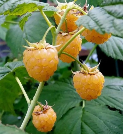 Himbeerensamen Rubus ellipticus 30 Stück Obststrauch mit gelben süßen essbaren Himbeeren Für den Garten sowie für das Gewächshaus und die Balkonkästen