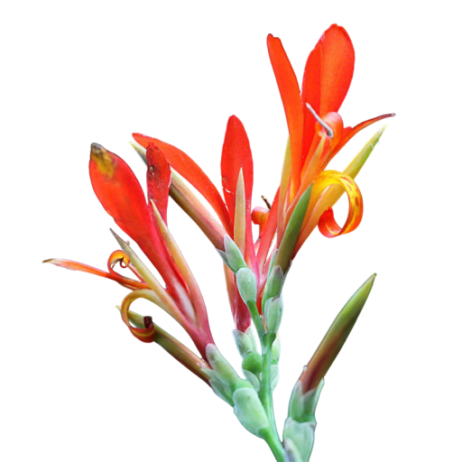 Indische Canna indica Samen 10 Stück, mehrjährige tropische Pflanze mit rot-orangefarbenen Blüten für die Aussaat und dekorative Kultivierung im Garten