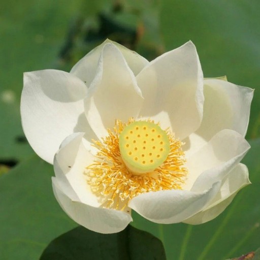 Indische Lotos-Samen Nelumbo nucifera White 10 Stück Wasserpflanze mit großen weißen Blüten Für den Gartenteich und Behälter mit Wasser
