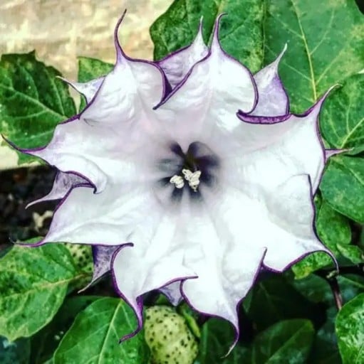 Indischer Engelstrompete Datura metel Purple 10 Stück Zierpflanze mit lila trompetenförmigen Blüten für die Sommergartenbepflanzung