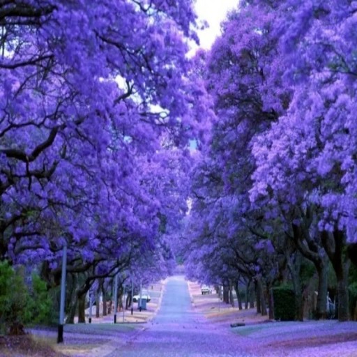 Jacaranda Mimosifolia Magas Jakaranda 1000 db Lila Virágok Díszfák Kertbe És Nagy Virágcserépbe Óvodák És Nagytermelők Számára