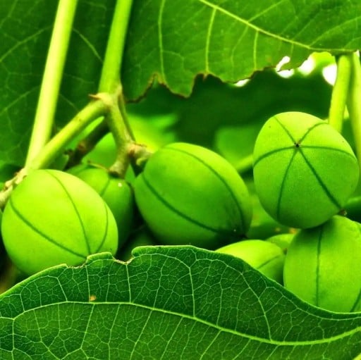 Jatropha Curcas Samen Dávivec Schwarz 5 Stück Grüne Früchte Grüne Blätter Wärmebedürftige Pflanze Für Blumentöpfe Und Wintergärten Anbau Aus Samen