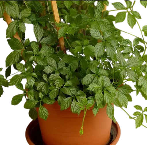 Jiaogulan Gynostemma Pentaphyllum Mag 20 db Zöld Levél Kúszó Növény Szobanövény Otthoni És Kerti Neveléshez