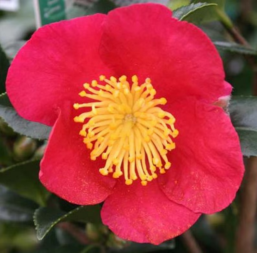 Kamélia sazanka Camellia sasanqua odroda Yuletide vždyzelený ker Jednoduché pestovanie 4 ks semienok