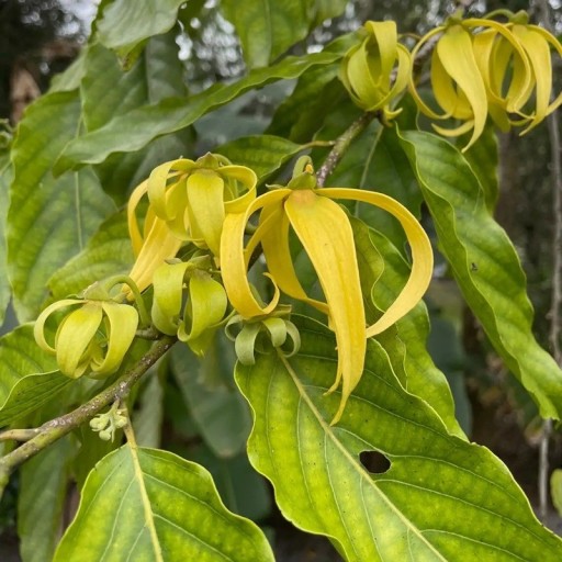 Kananga vonny Ylang Ylang Cananga odorata 10 db trópusi fa s sárga illatos virágokkal vetéshez és otthoni termesztéshez