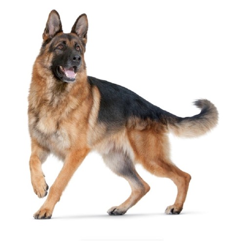 Klistermærke til bil af en schæferhund