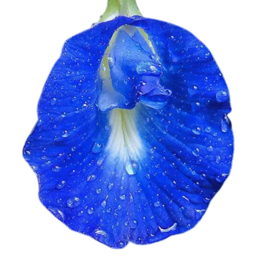 Klitorie ternatská Clitoria ternatea 20 db trópusi kúszó egynyári növény ehető kék virágokkal kertbe, erkélyre és pavilonba