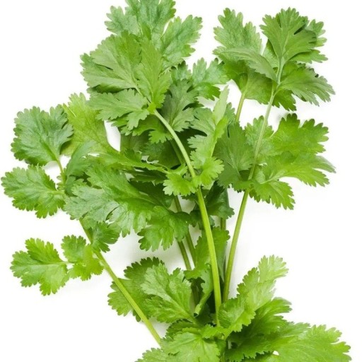 Koriander (Coriandrum sativum) magvak 100 db, aromás fűszer a konyhába, kertben és ablakpárkányon való termesztéshez