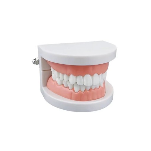Laboratórny zubný model 9 x 7,5 x 5,8 cm 28 pevných zubov s mäkkými ďasnami Štandardný anatomický model chrupu na demonštráciu