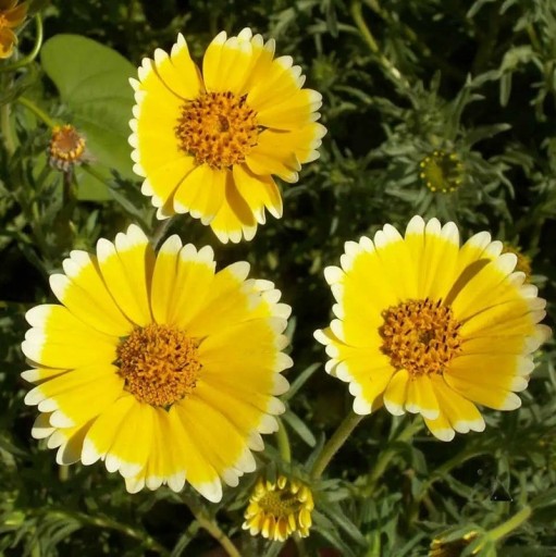 Layia Platyglossa Layie Samen 100 Stk Gelbe Blumen I Weiße Spitzen Blühende Einjährige Für Garten Wiese I Balkonkästen Anbau Aus Samen