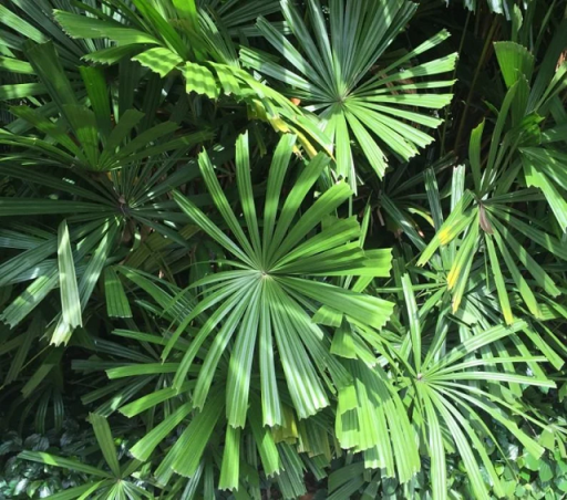 Licuala spinosa druh palmy Snadné pěstování venku 20 ks semínek