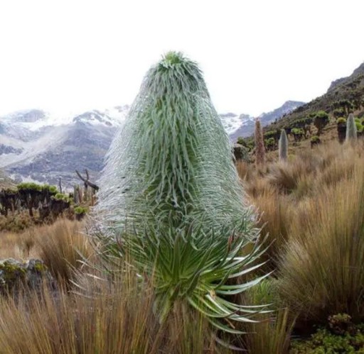 Lobelia telekii Mt. Kenya magvak 10 db Magas kúp alakú ezüstös zöld virágzat Hegyi egzotikus növény Gyűjtőknek