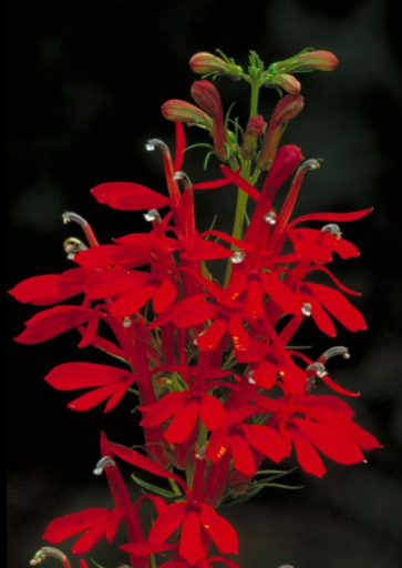 Lobelka šarlatová Lobelia cardinalis vytrvalá rostlina Snadné pěstování venku 100 ks semínek