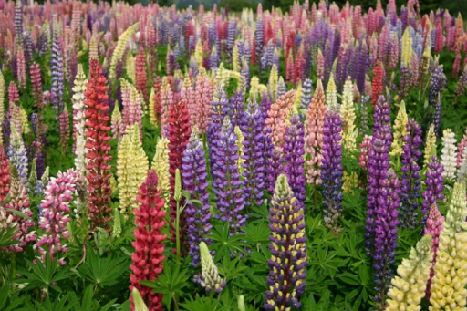 Lupin Lupinus polyphyllus Russell mix planta perena Usor de cultivat in aer liber 60 de seminte