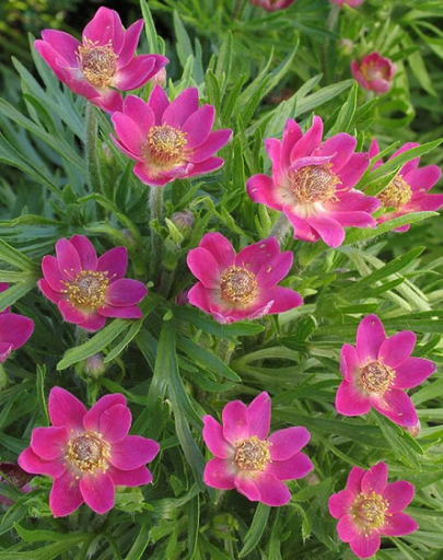 Magvak Anemone multifida Rubra rózsaszín színű 25 db Villás kökörcsin Könnyen termeszthető
