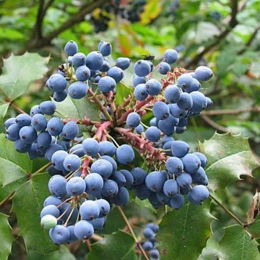 Mahónia cesmínolisté Mahonia aquifolium 200 db Okrasó cserje kék bogyókkal és fényes tövises levelekkel Kertbe és élőkertekbe
