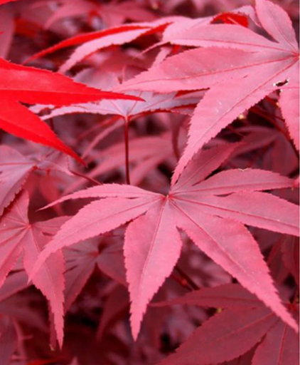 Maple Acer palmatum fajta Red Emperor kis levelű fa Könnyen termeszthető szabadban 10 mag