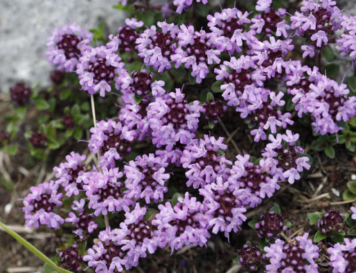 Mateřídouška úzkolistá Thymus serpyllum vytrvalá rastlina Snadné pestovanie vonku 100 ks semien