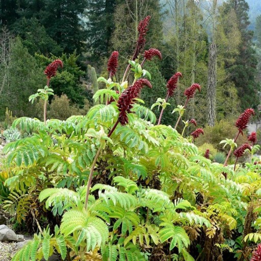Melianthus major mag 5 db Zöldes szürke, szárnyalt, fogazott levelek és sötétvörös virágfürtök Exotikus cserje Kertbe és nagy edényekbe