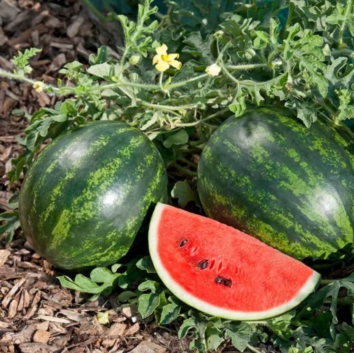 Meloun vodní Crimson Sweet semena snadné na pěstování uvnitř, venku červený meloun semínka 5 ks