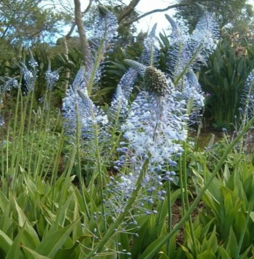 Merwilla plumbea Samen 5 Stück Reichhaltige Blütenstände kleiner, blau-violetter sternförmiger Blüten Exotische Zwiebelpflanze Für Töpfe und Gewächshaus