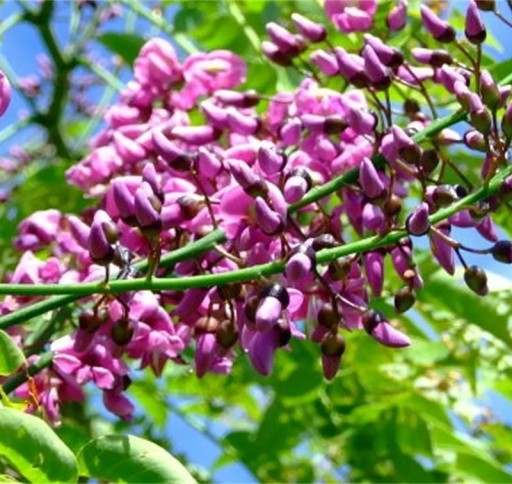 Millettia pinnata Samen 10 Stk. Rosa-lila Blüten in reichen Trauben und gefiederte Blätter Exotischer Baum Für Gewächshaus und Wintergarten