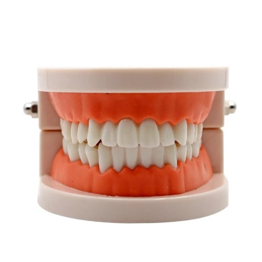 Model of Human Dentition P3810