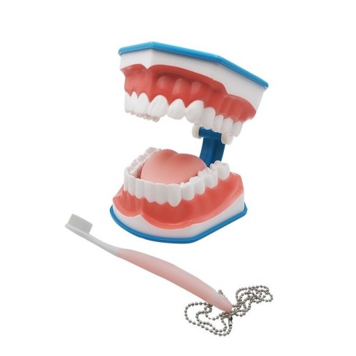 Modèle de la dentition humaine