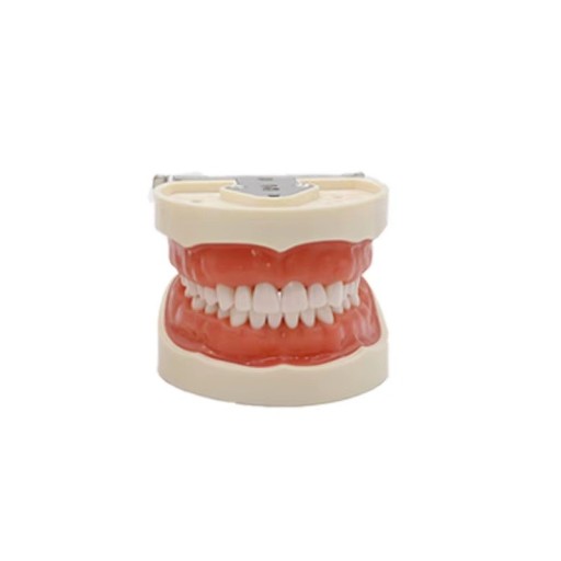 Modello di esercitazione dentale 32 denti Tipo standard con gengive morbide rimovibili Denti anatomici estraibili per l'insegnamento
