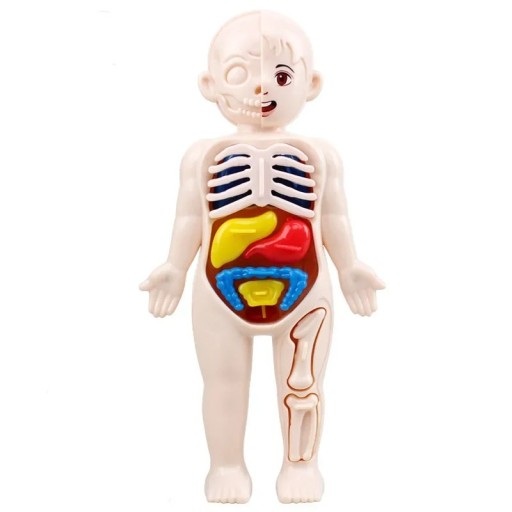 Modello Montessori del corpo umano 18x10 cm Giocattolo educativo in plastica Anatomia degli organi Set educativo scientifico per bambini Strumenti educativi medici