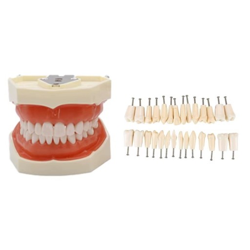 Modelo de treino dental 28 dentes Typodont com gengiva macia removível Dentes anatómicos removíveis + 28 peças de substituição