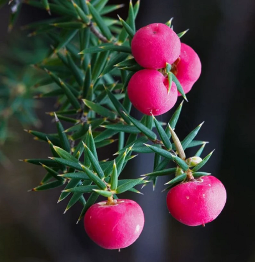 Mountain pinkberry Leptecophylla juniperina Dvoudomý keř Snadné pěstování venku 10 ks semínek
