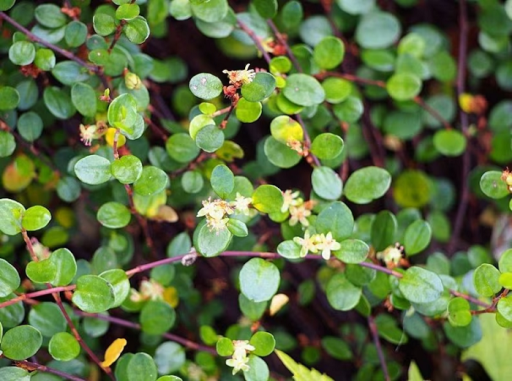 Muehlenbeckia axillaris arbust veșnic verde ușor de cultivat în aer liber 10 semințe