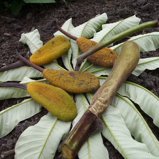 Musanga cecropioides Samen 5 Stück Exotischer Baum mit großen, handförmig geteilten Blättern Schnell wachsende Holzpflanze für Gewächshaus und Topf